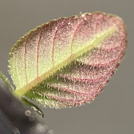 Gesneriaceae gen. from Kalimantan Barat