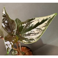 Peperomia sp. from Iquitos Peru Feb 2023 [tanakay]