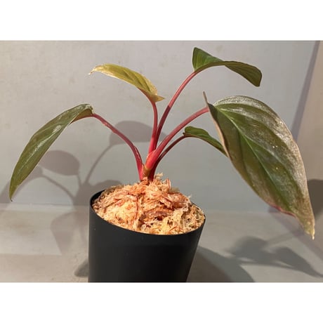 Homalomena sp. from Sarawak