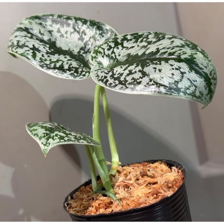 Scindapsus "Jigsaw"