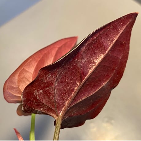 Syngonium sp. from Choco Colombia [tanakay]