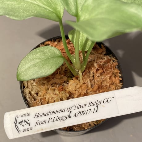 (本タグ付き) Homalomena sp. "Silver Bullet GG" from P.Linga [AZ0917-1]
