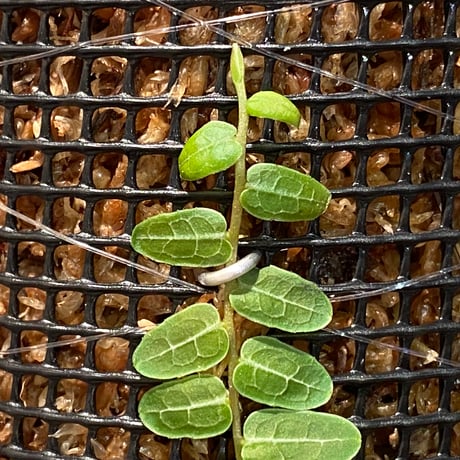Marcgravia umbellata