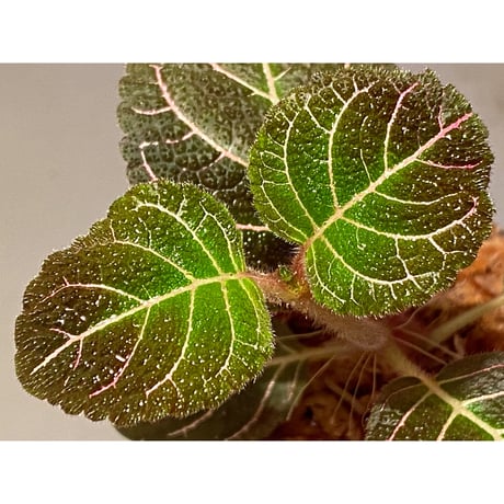 Pearcea hypocyrtiflora from Rio Napo Ecuador [tanakay] 赤葉脈