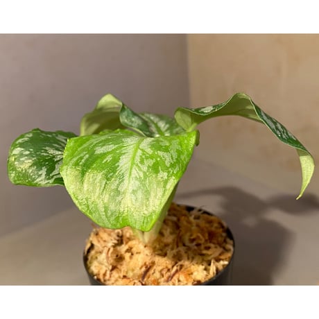 Schismatoglottis Rongisupata from West Kalimantan [KN]