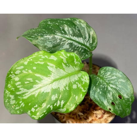 Schismatoglottis Rongisupata from West Kalimantan [KN]