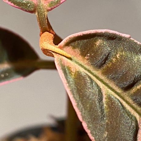 Labisia sp. "Sumatera Pink"