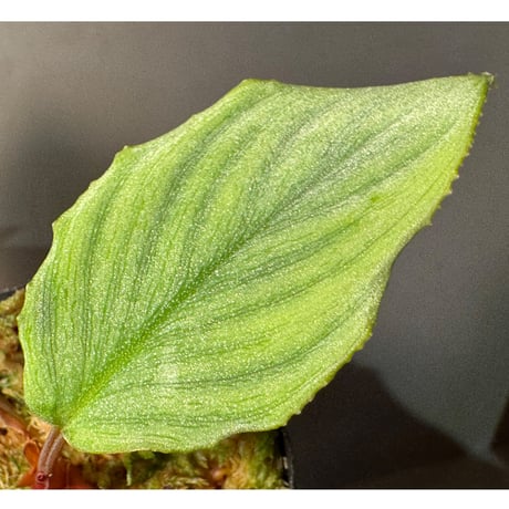 Homalomena "鯖×月" [LA-hyb.22-04]
