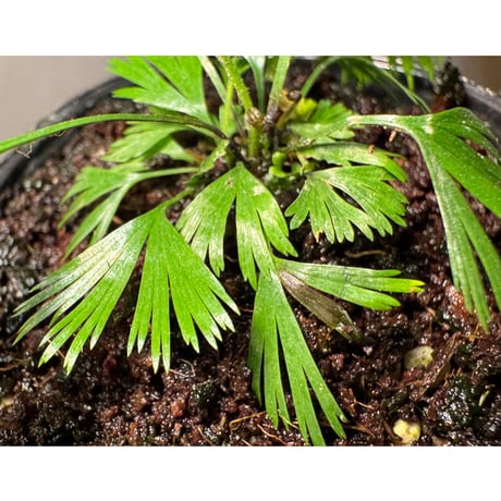 Actiniopteris australis