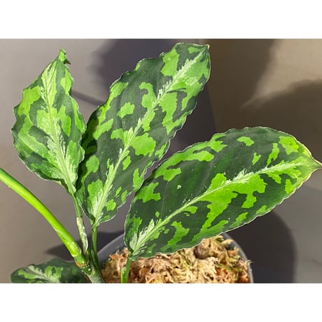 Aglaonema pictum GW1410 from Padang sidempuan [TB]