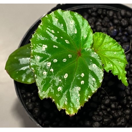 Begonia sp. from Keningau [TK190217]