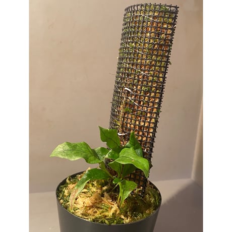 Microsorum sp. "Timika" Papua [TB]