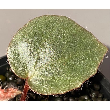 Begonia sp. f1 from Sumatera [NT ORCHID]