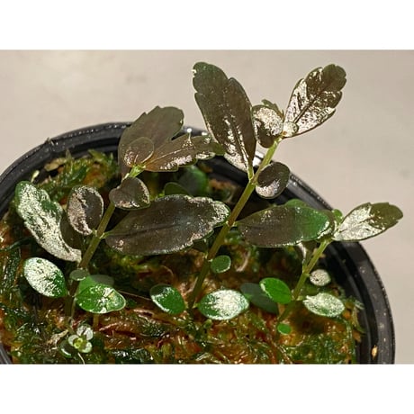 Pilea imparifolia from Iquitos Peru [tanakay]