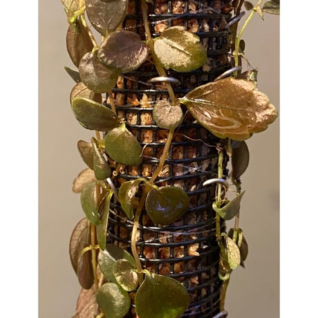 Pilea imparifolia from Iquitos Peru [tanakay]
