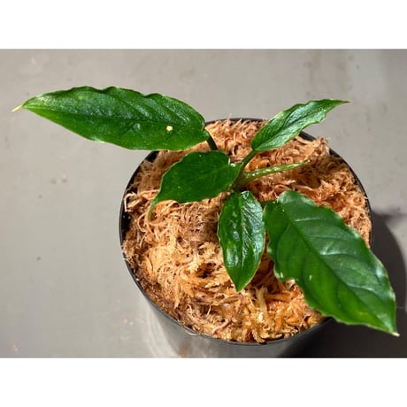 Homalomena sp. "Euclase" from Riau sumatera [LA0518-02]②