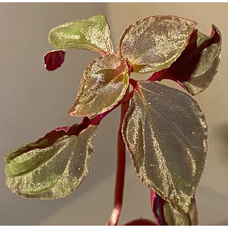 メラストマ | STORES