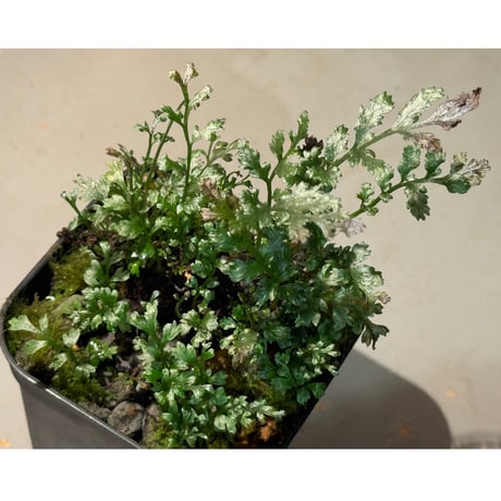 (大株) Bolbitis heteroclita cuspidata