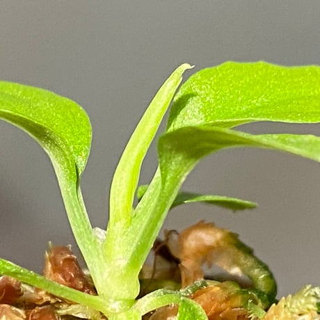 Homalomena sp. "Kayu Lapis" White Kal-barat [TB]