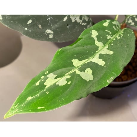 Aglaonema pictum A "しるば〜らいん" Aceh sumatera [LA1117-05j]