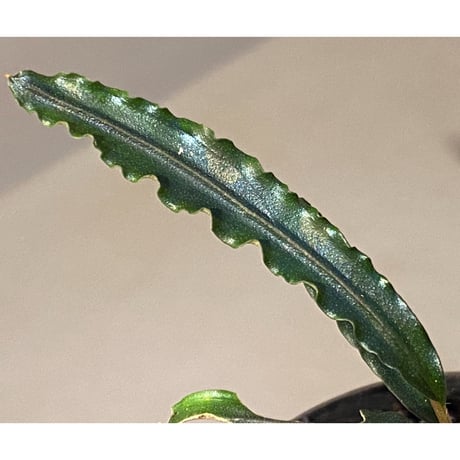 Bucephalandra sp. from "Mangat" [MF0417-2A]