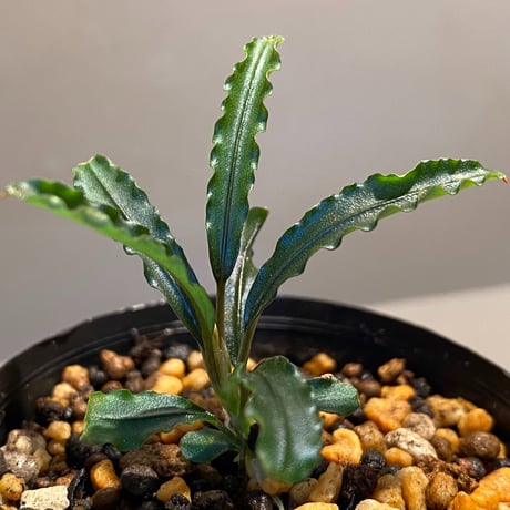 Bucephalandra sp. "MEDUSA"
