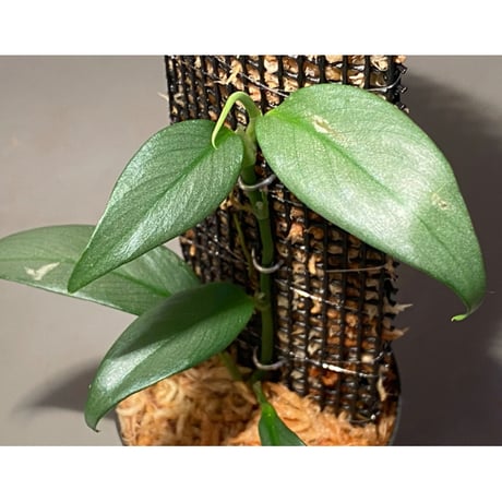 Rhaphidophora sp. "Silver" from Pulau Singkep