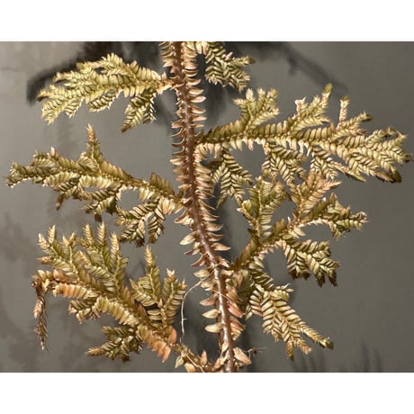 Selaginella sp. from Landak West Kalimantan