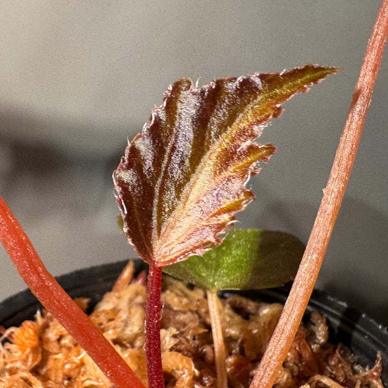 Begonia '煉獄-参' [LA hyb.-f1-01] | M・R・G・R