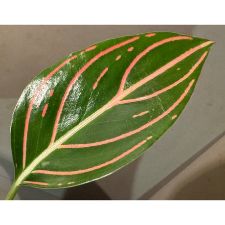 Aglaonema Red Army