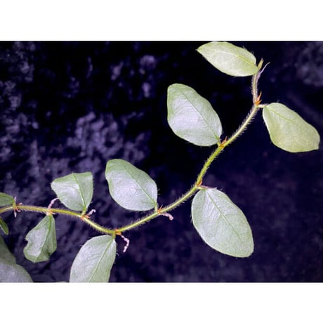 Ficus sp. from Murung raya [LA0515-05]