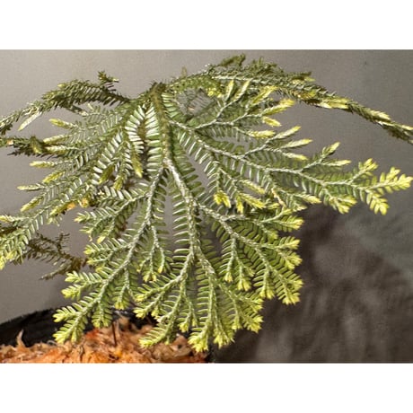 Selaginella sp. from Landak West Kalimantan