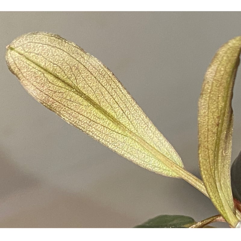 T*i様 Bucephalandra sp. Moônlight 群生株 T*i様 Bucephalandra sp. Moônlight 群生株 - メルカリ