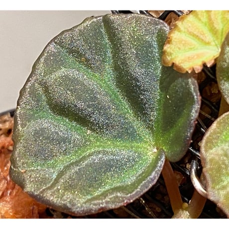 Begonia sp. from Sarawak