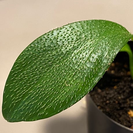 Homalomena hasei "狐尾" from Aceh sumatera [LA0616-04]