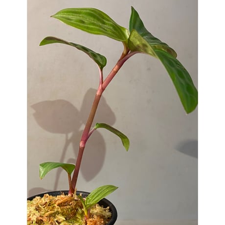 Geogenanthus undatus from Tarapoto Peru [tanakay]