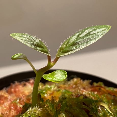 Cosmianthemum bullatum [LA0515-02]