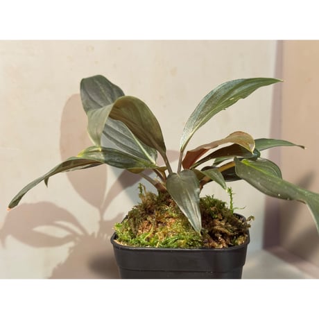 Homalomena sp. "濡烏" from Riau sumatera [LA0518-02]