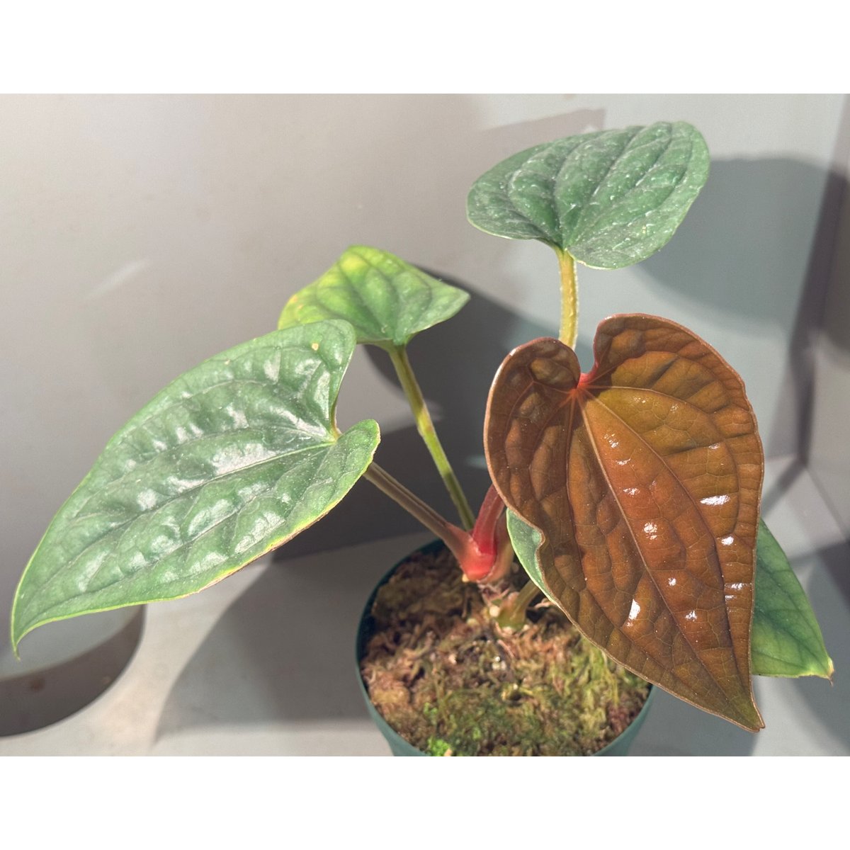 Anthurium luxurians | M・R・G・R Anthurium luxurians | M・R・G・R
