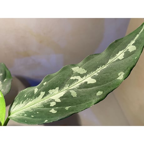 Aglaonema pictum A "しるば〜らいん" from Aceh sumatera [LA0315-4j]