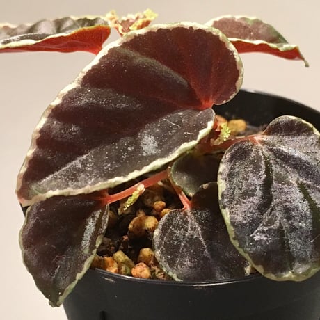 Begonia darthvaderiana from Sarawak