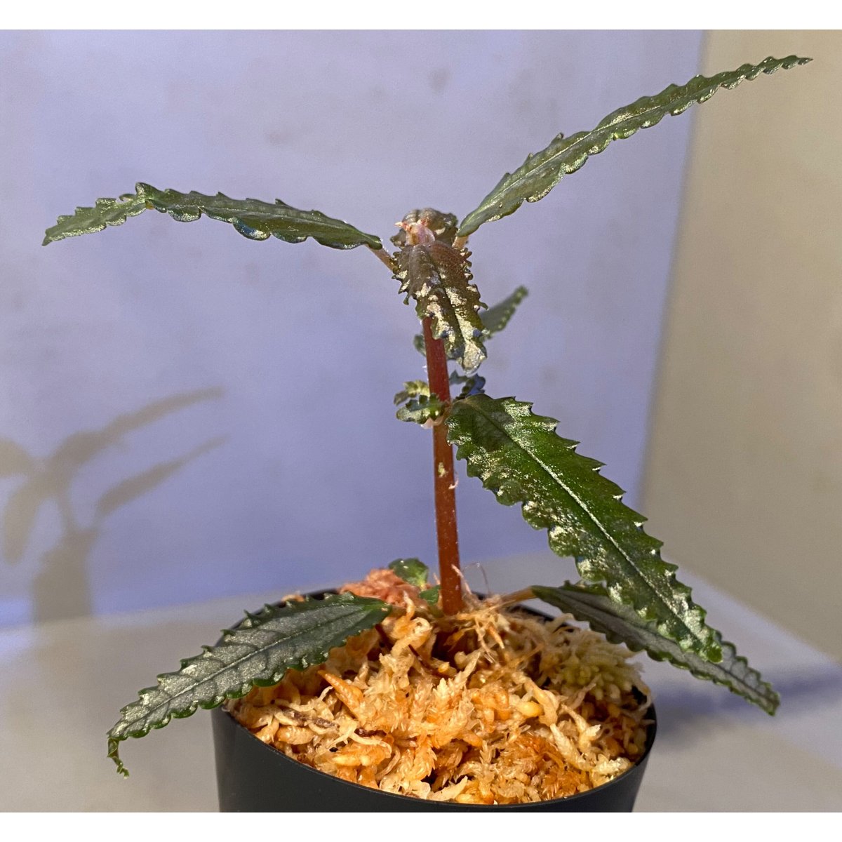 MaxBucephalandra sp.Pearl gray 水上育成株 ブセファランドラ・パールグレイ開花: 東南亜泥炭会 TEAM BORNEO