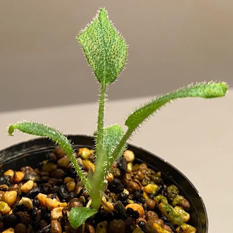 Schismatoglottis sp. from Kalimantan barat