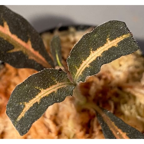 Aphelandra maculata [LA1017-02]