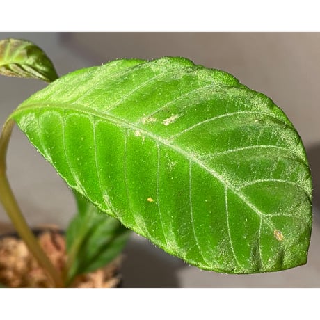 Hoffmannia discolor