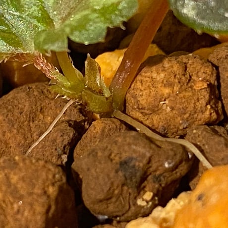 Begonia cv. Jaggy [LA0314-00-f1]