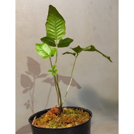 Bolbitis sp . from Tanintharyi (Tennasserim) North Malay Peninsula