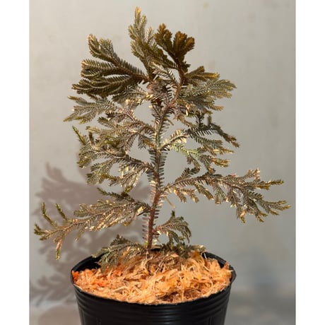 Selaginella sp. from Kapuas hulu