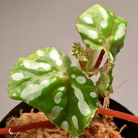 Begonia sp. from Rahad Datu [TK081116-01]