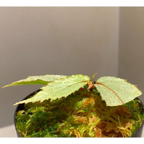 Begonia sp. from Balai Ringin [RIO]
